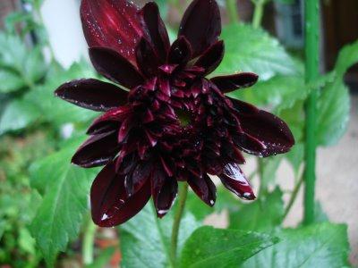 <img0*300:stuff/Black_Dahlia_Flower.jpg>