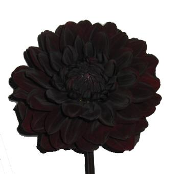 <img0*340:stuff/Black_Dahlia_Fower_%3a%29.jpg>