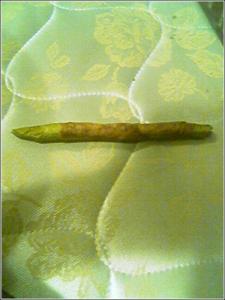 <img0*300:stuff/Blunt1.jpg>