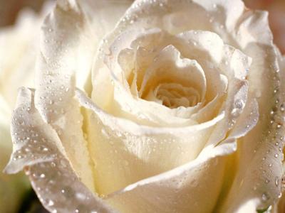 <img400*0:stuff/C%3aUsersMichellePicturesflowersFlower_-_White_Rose_for_You%5b1%5d.jpg>