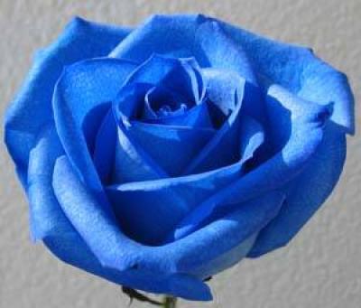 <img400*0:stuff/C%3aUsersMichellePicturesflowersbluerose1%5b1%5d.jpg>