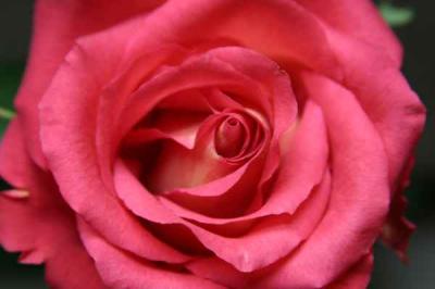 <img400*0:stuff/C%3aUsersMichellePicturesflowerspink-rose%2520%281%29%5b1%5d.jpg>