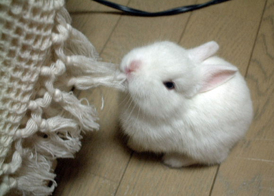 <img:stuff/fun/puffbun.jpg>