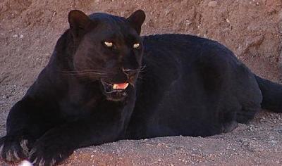 <img400*0:stuff/panther.JPG>