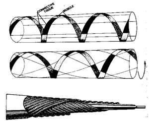 <img0*244:stuff/supposably_tentacle_muscles.jpg>