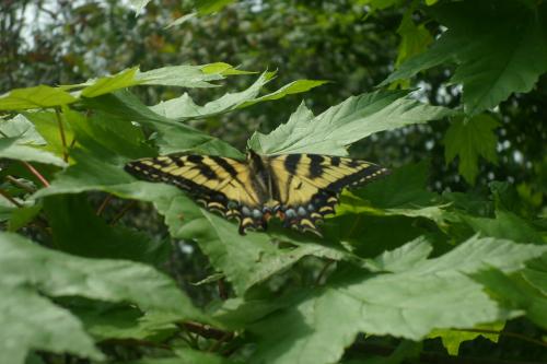 <img500*333:stuff/tigerswallowtail.jpg>