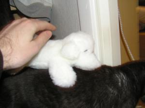 <img300*0:stuff/z/1/Hedda%2520puppie/p1010005.jpg>