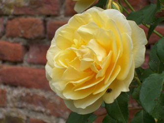 <img0*250:stuff/z/45440/AshleyzPhotoz/yellow_rose.png>