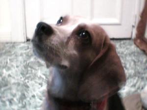 <img300*0:stuff/z/45647/Oreo%2520the%2520Beagle/i1219104746_1.jpg>