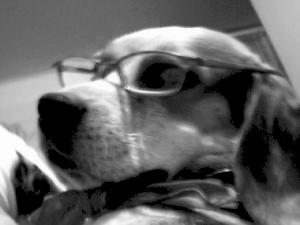 <img300*0:stuff/z/45647/Oreo%2520the%2520Beagle/i1219104746_10.jpg>