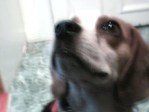 <img300*0:stuff/z/45647/Oreo%2520the%2520Beagle/i1219104746_4.jpg>