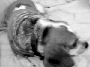 <img300*0:stuff/z/45647/Oreo%2520the%2520Beagle/i1219104746_8.jpg>